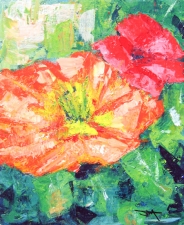 Pétales de coquelicot